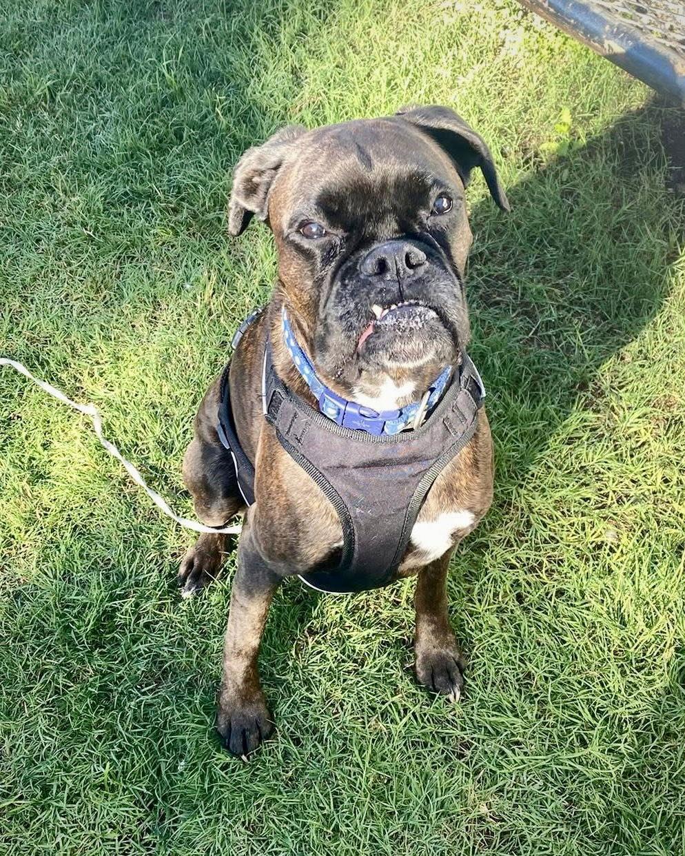 Enlarge Lucy, a Adopted Boxer in Monticello, NY image 2/3