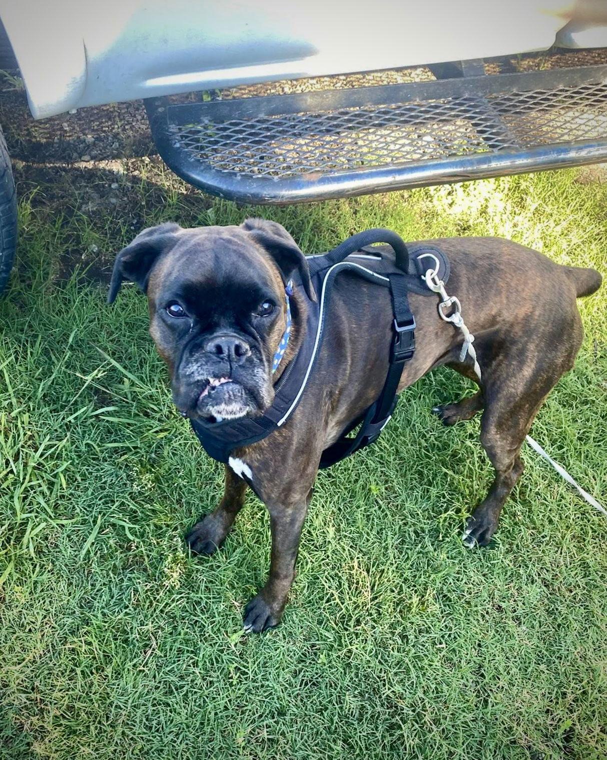 Enlarge Lucy, a Adopted Boxer in Monticello, NY image 3/3