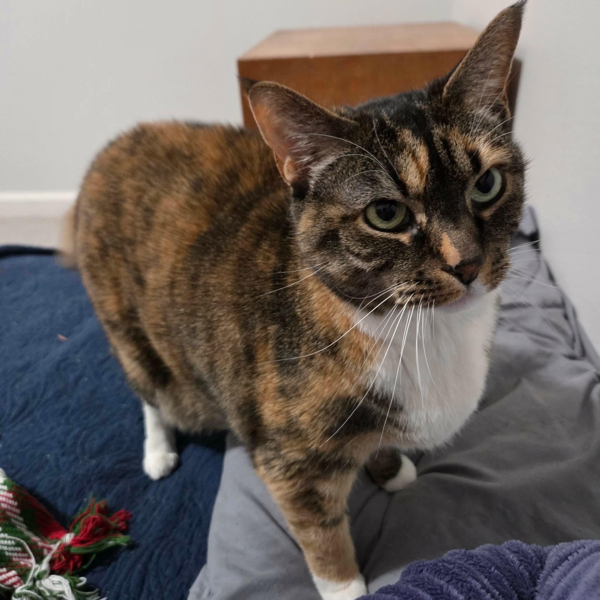 Tammy, Adoptable, Adult Female Domestic Short Hair.