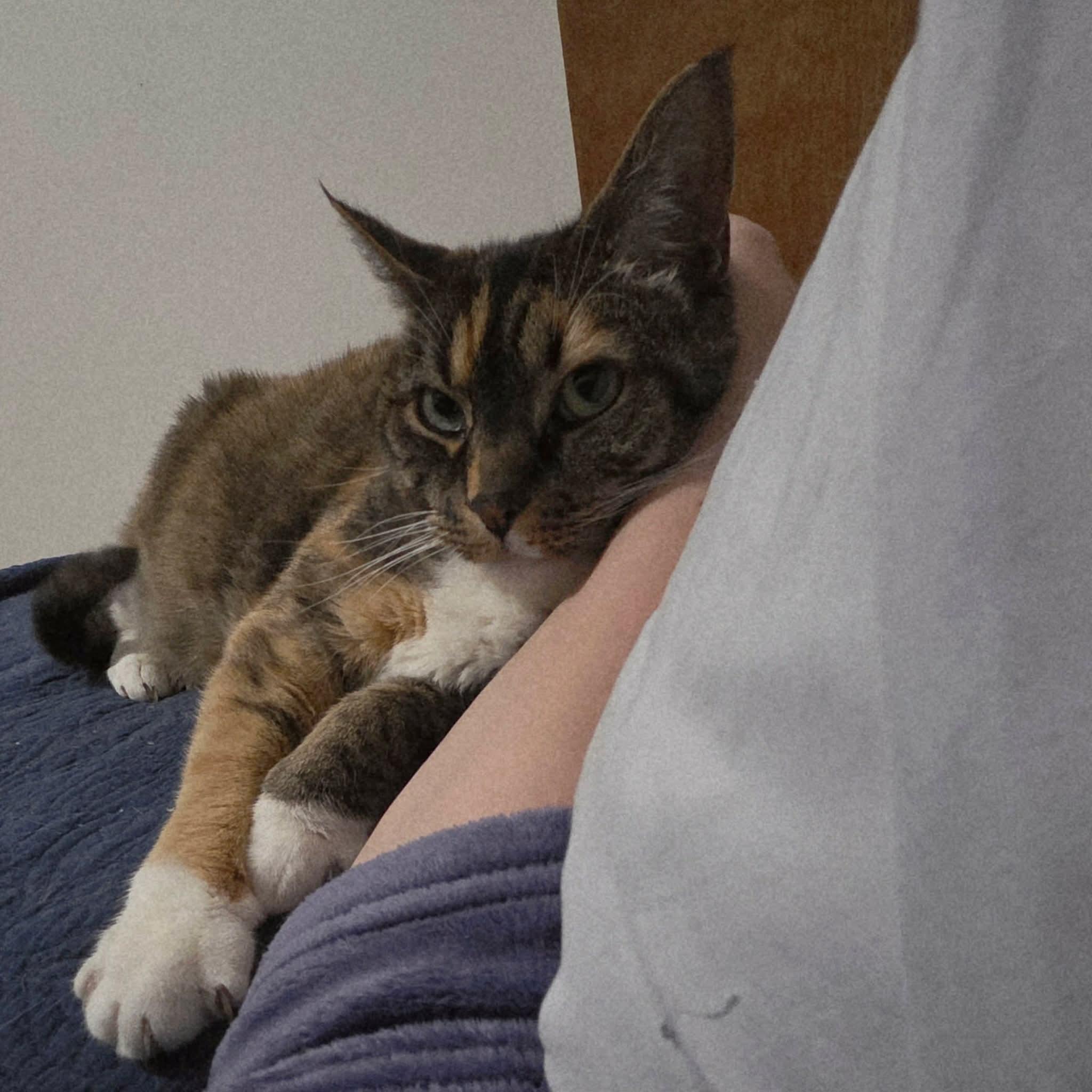 Enlarge Tammy, a Adoptable Domestic Short Hair in Gladstone, OR image 3/5