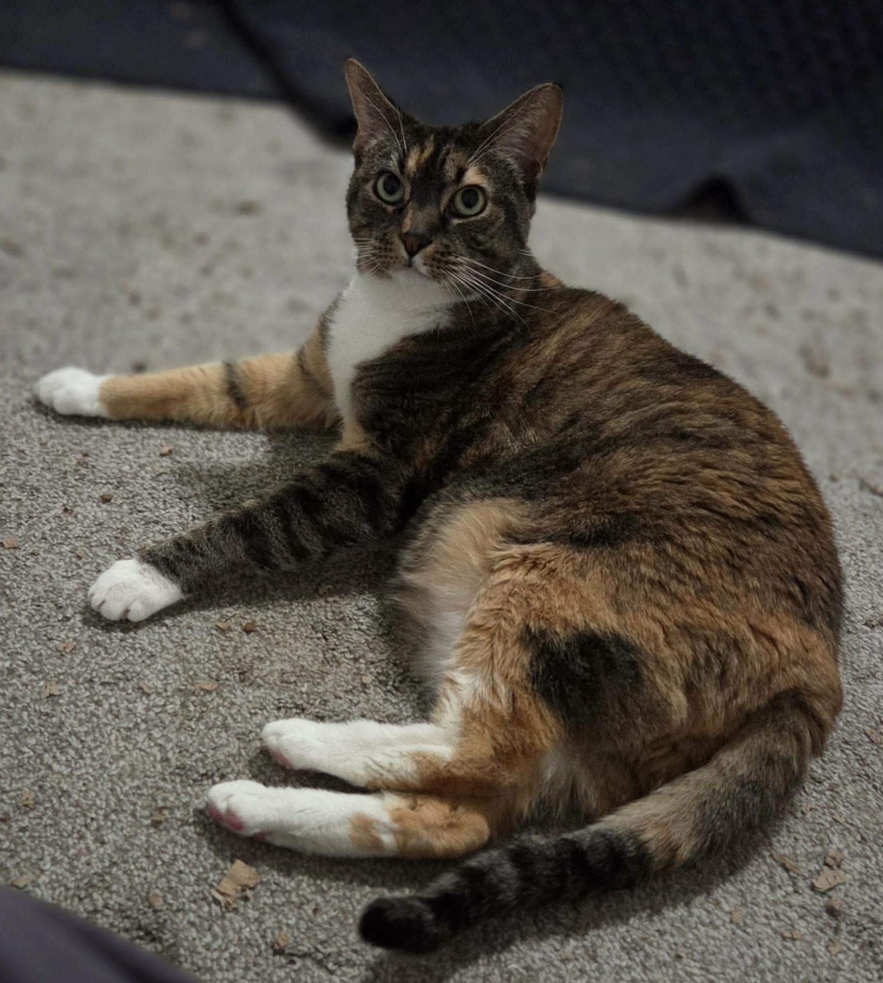 Enlarge Tammy, a Adoptable Domestic Short Hair in Gladstone, OR image 5/5