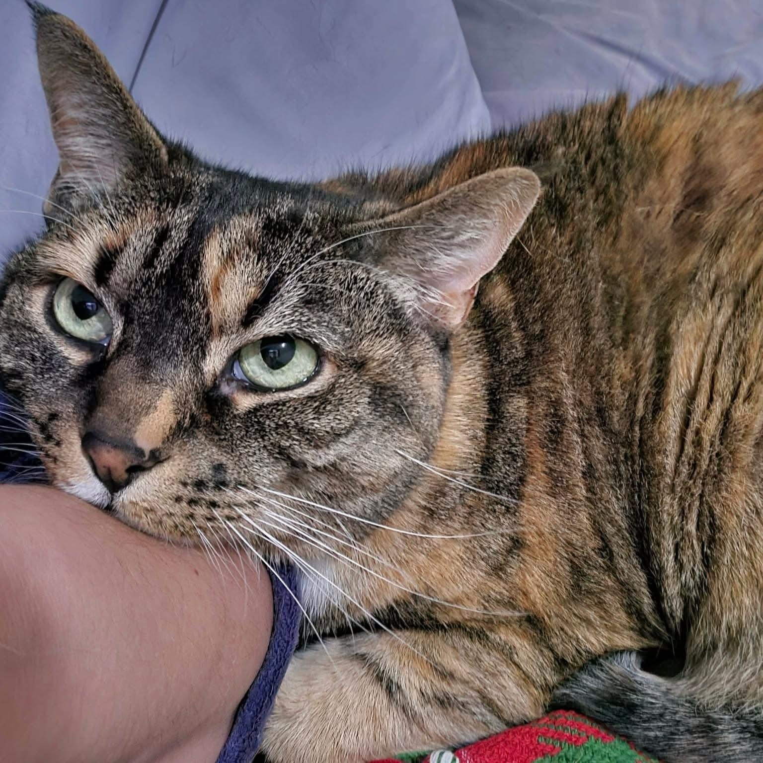Enlarge Tammy, a Adoptable Domestic Short Hair in Gladstone, OR image 2/5