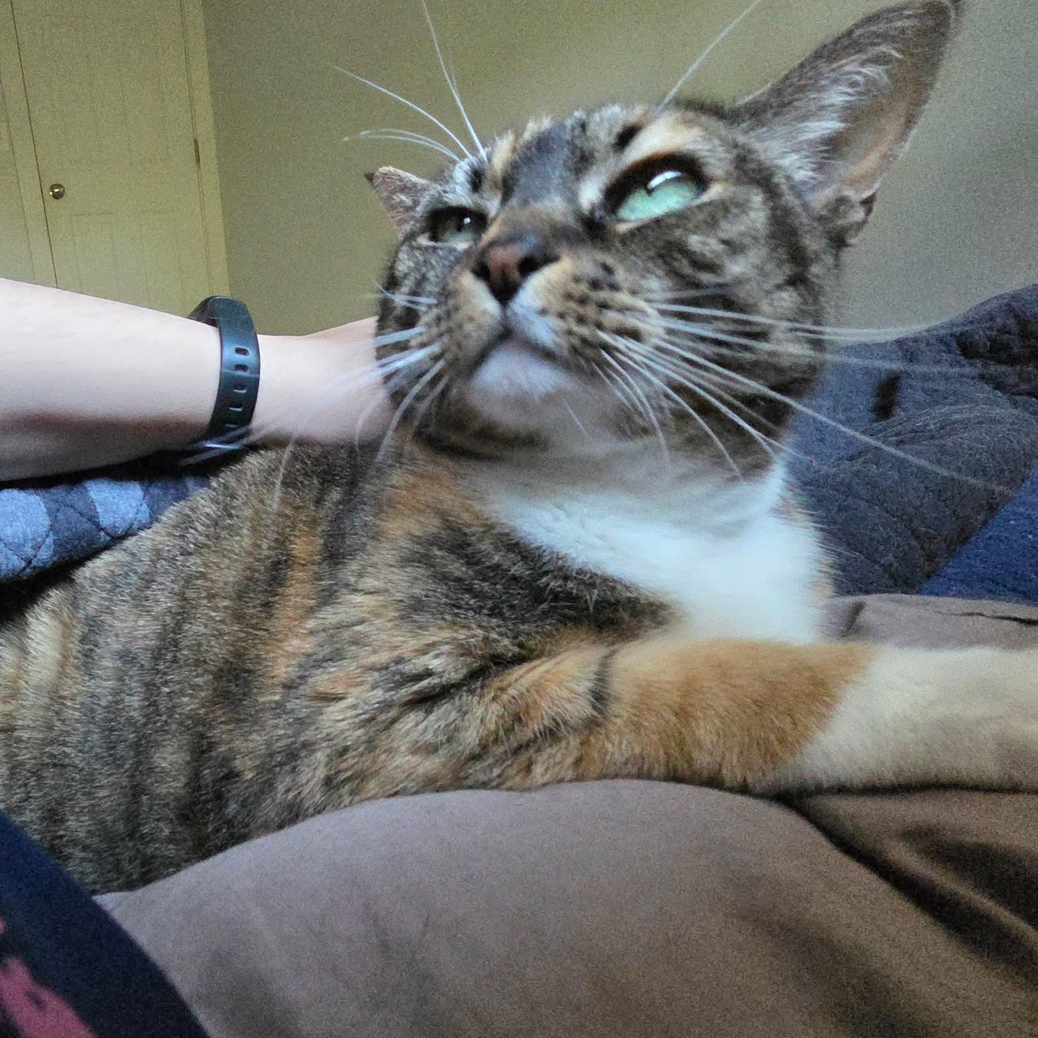 Enlarge Tammy, a Adoptable Domestic Short Hair in Gladstone, OR image 4/5