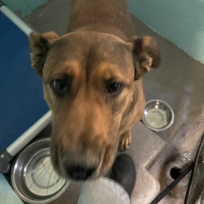 Enlarge Sydney, a ADOPTABLE mixed breed in Flagstaff, AZ image 1/1