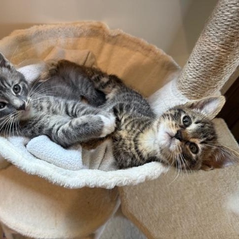 Enlarge Hutch, an adopted Domestic Short Hair in Los Angeles, CA image 5/6