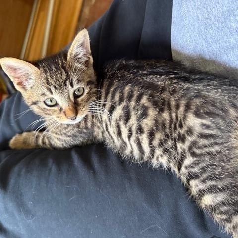 Enlarge Hutch, an adopted Domestic Short Hair in Los Angeles, CA image 3/6