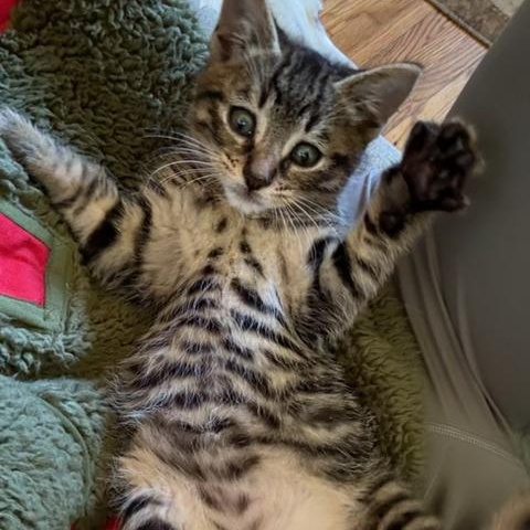 Enlarge Hutch, an adopted Domestic Short Hair in Los Angeles, CA image 2/6