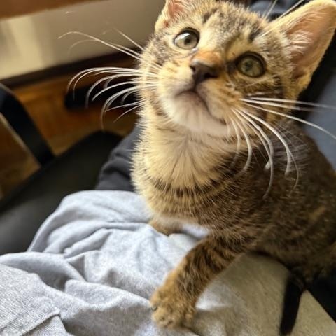 Enlarge Hutch, an adopted Domestic Short Hair in Los Angeles, CA image 4/6