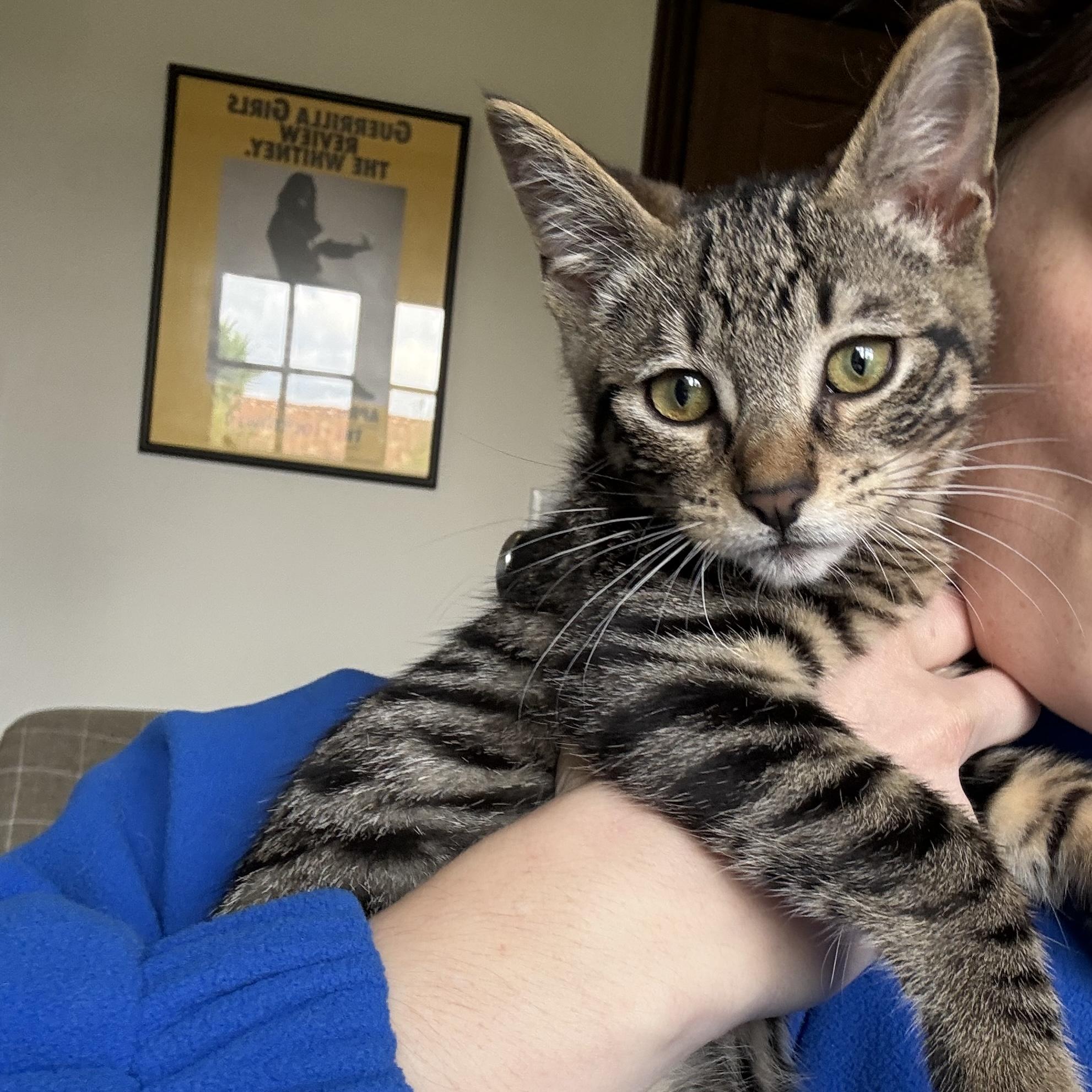Hutch, adopted, Kitten Male Domestic Short Hair.