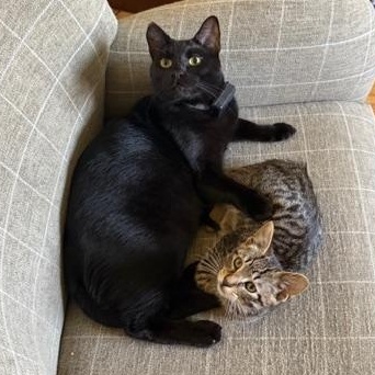 Enlarge Hutch, an adopted Domestic Short Hair in Los Angeles, CA image 6/6