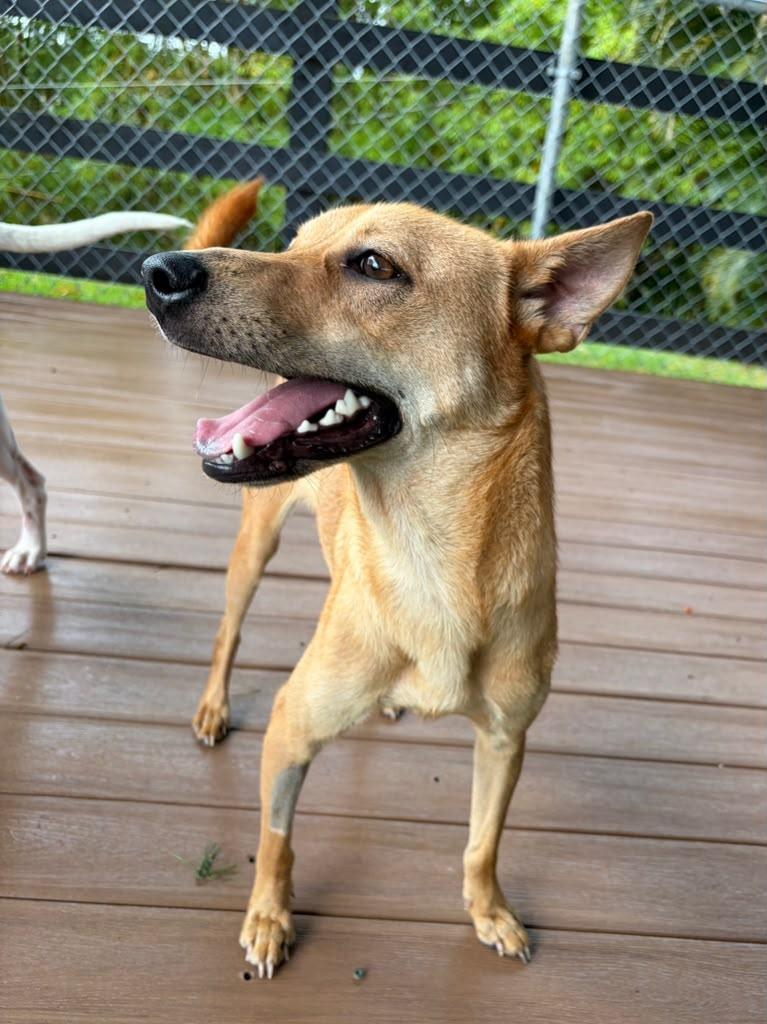 Oly, ADOPTABLE, Young Male Mixed Breed.