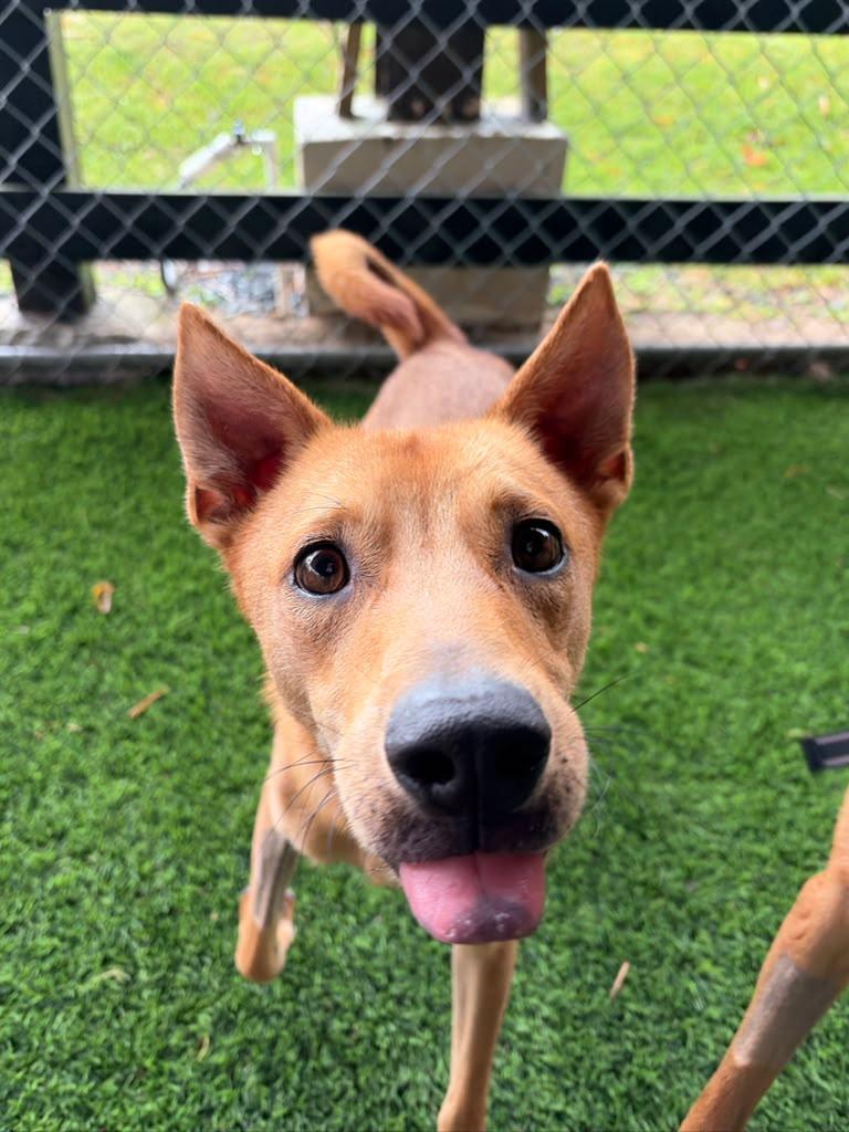 Oly, a ADOPTABLE Mixed Breed in Morristown, NJ image 2/5