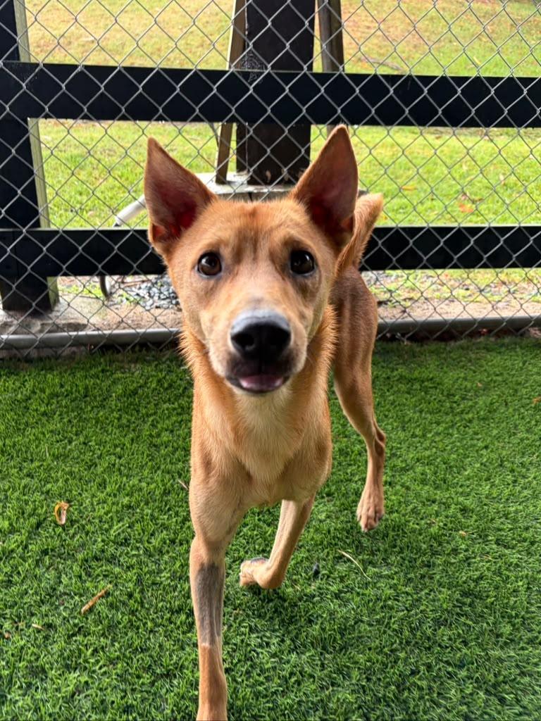 Oly, a ADOPTABLE Mixed Breed in Morristown, NJ image 3/5