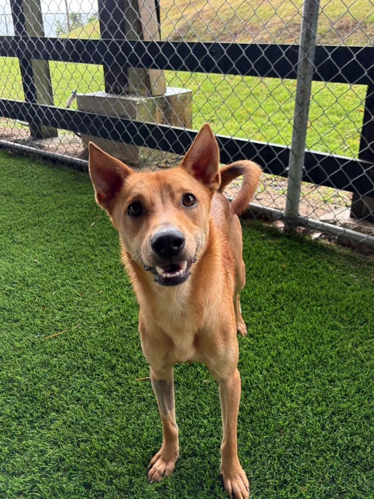 Oly, a ADOPTABLE Mixed Breed in Morristown, NJ image 4/5
