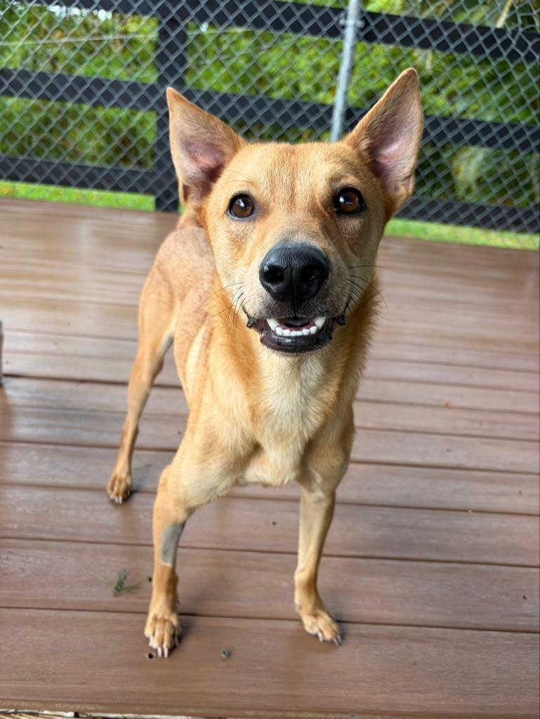 Oly, a ADOPTABLE Mixed Breed in Morristown, NJ image 5/5