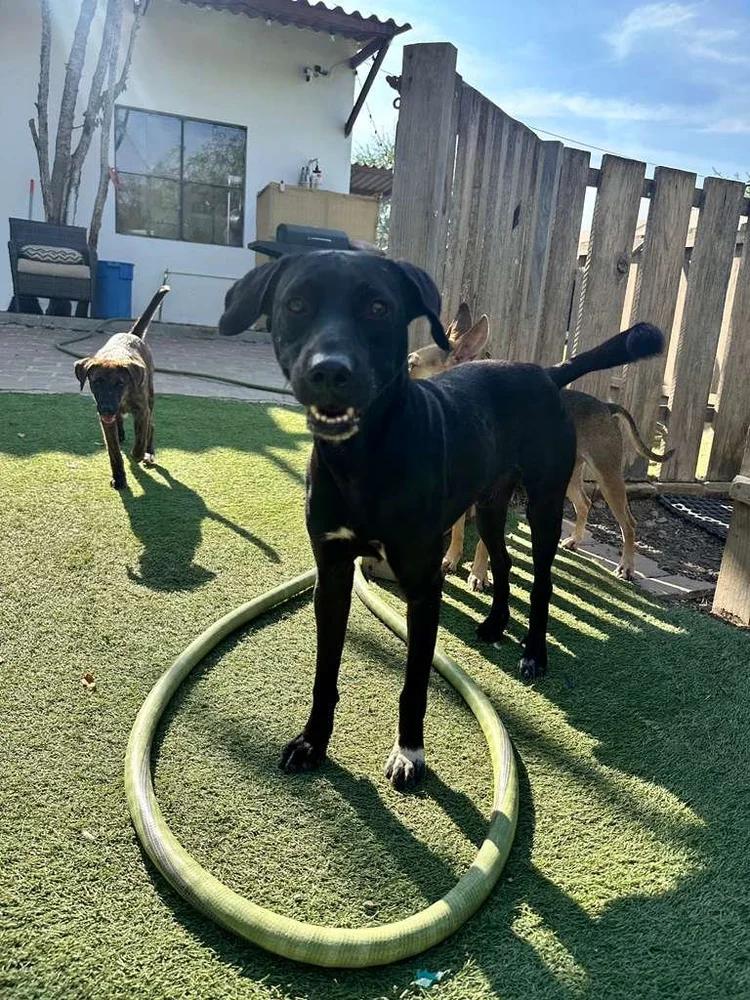 Romeo — thumbnail 6