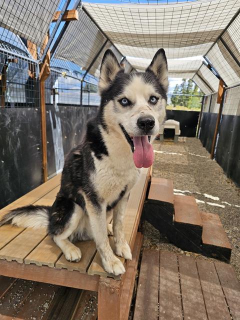 BUCKY, Adoptable, Adult Male Siberian Husky.