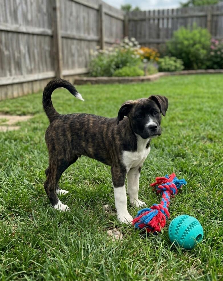 Enlarge **DIANE**, a Adopted mixed breed in North Prairie, WI image 1/3