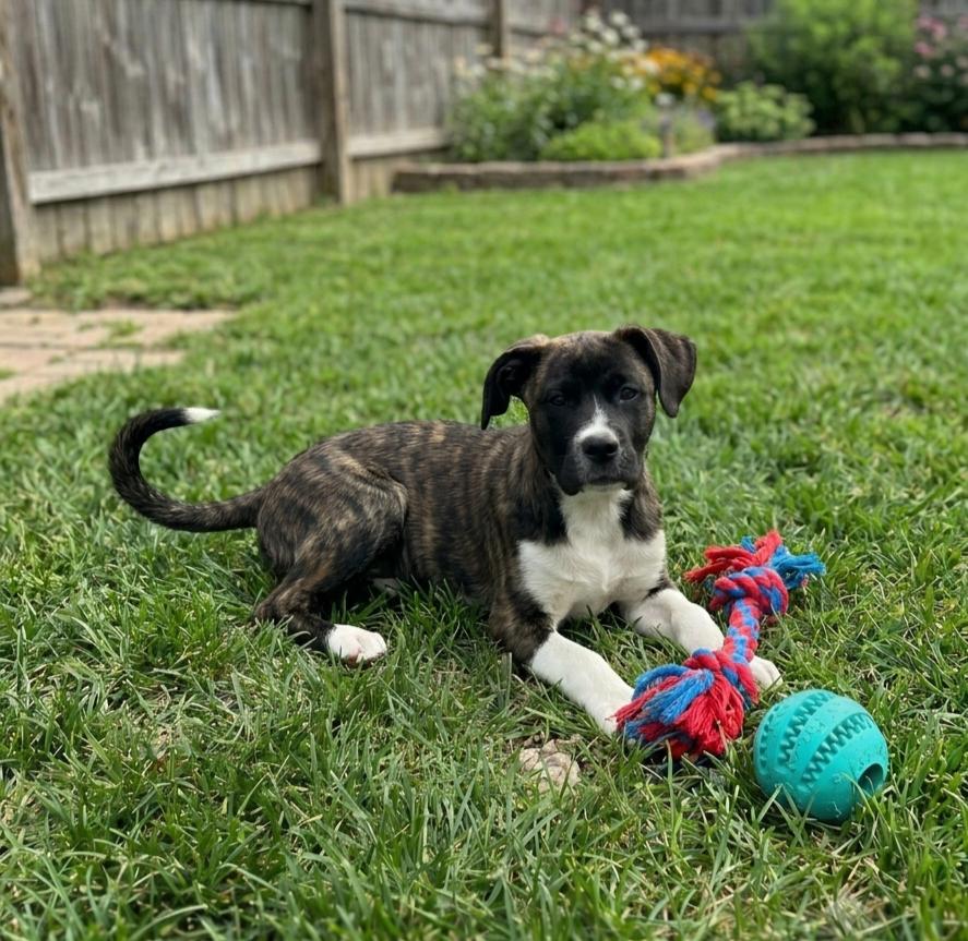 Enlarge **DIANE**, a Adopted mixed breed in North Prairie, WI image 2/3