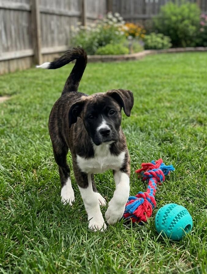 Enlarge **DIANE**, a Adopted mixed breed in North Prairie, WI image 3/3