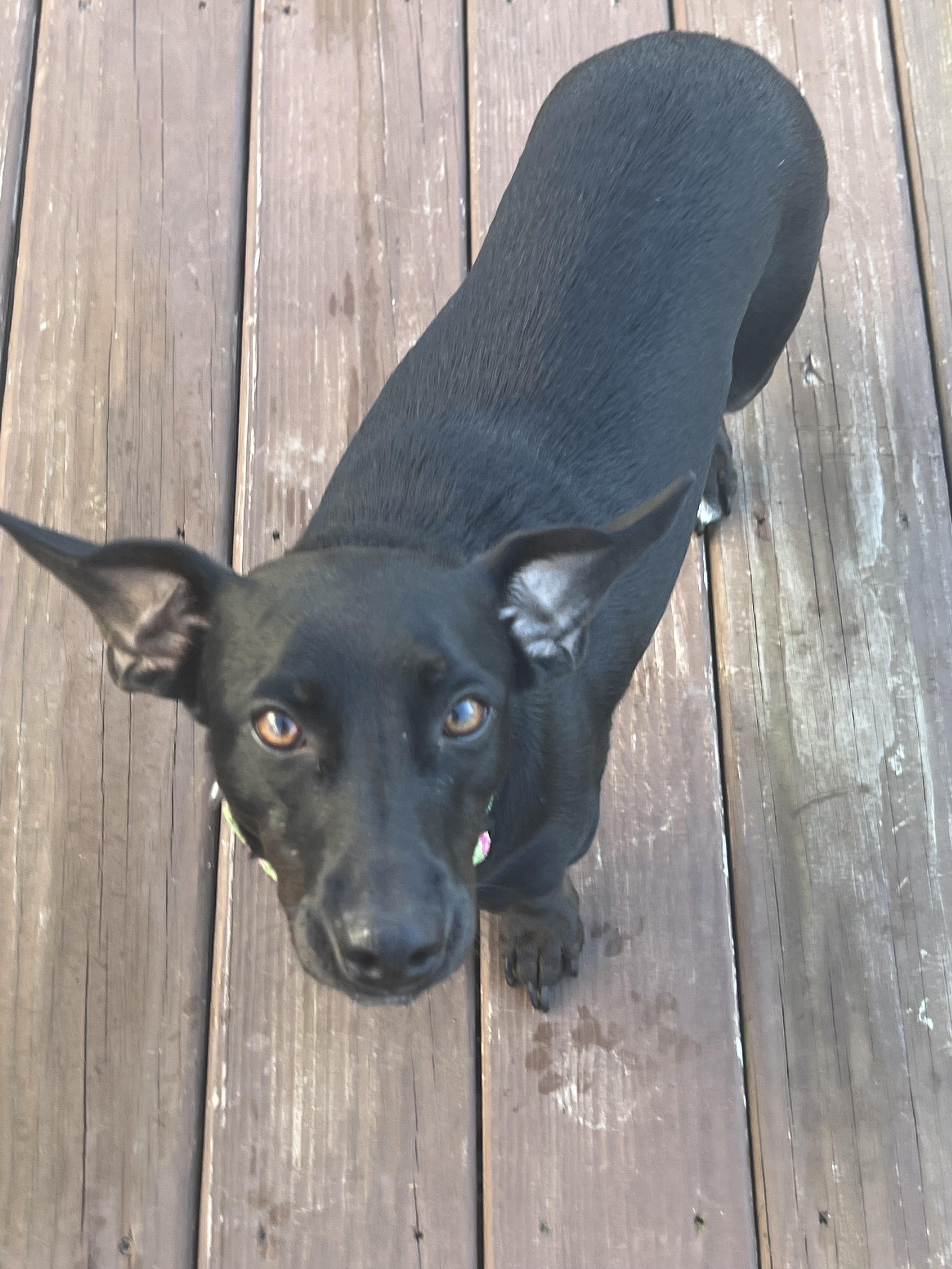 Enlarge Peaches, a Adoptable mixed breed in Barnegat, NJ image 2/6