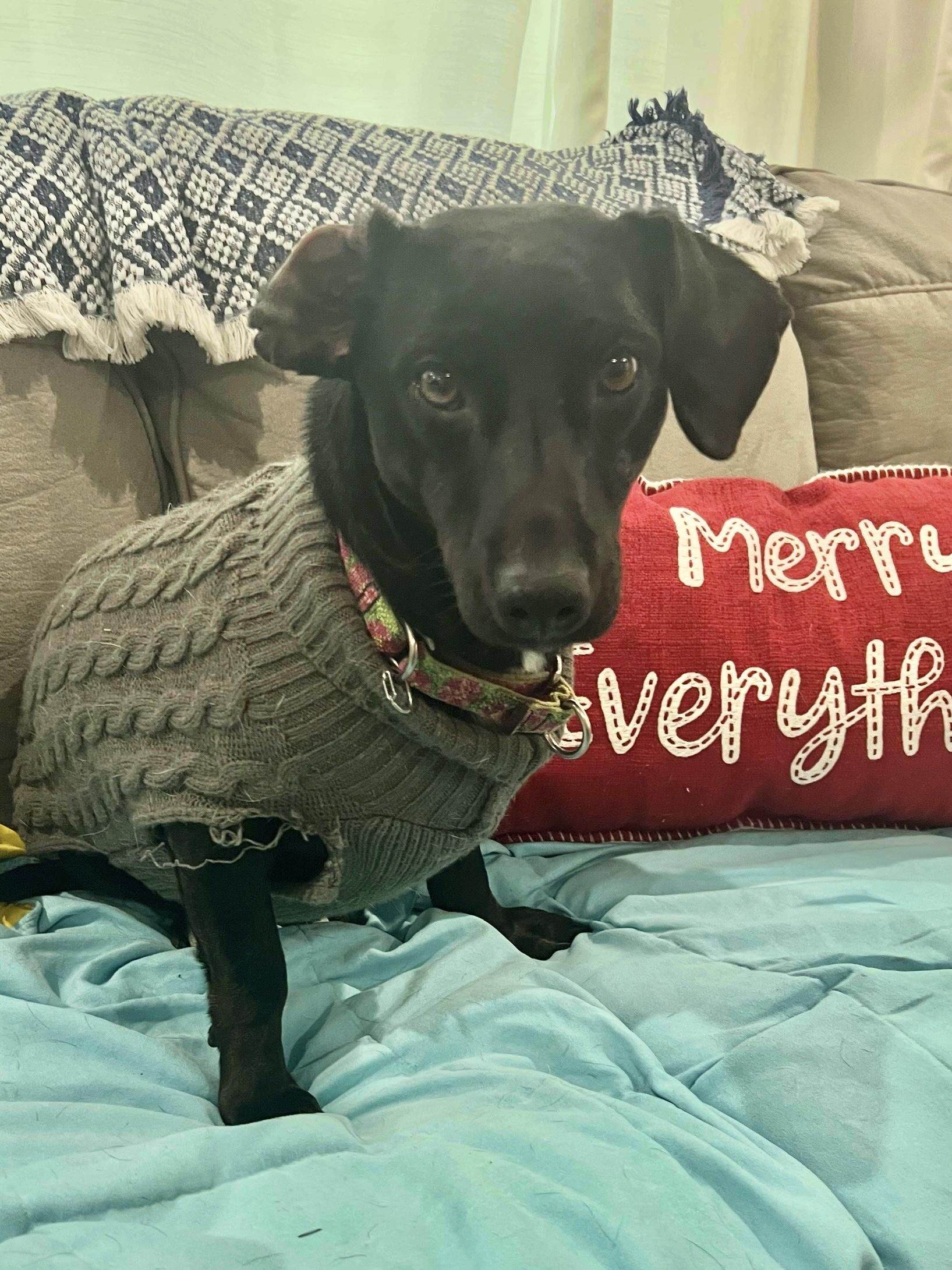 Enlarge Peaches, a Adoptable mixed breed in Barnegat, NJ image 3/6