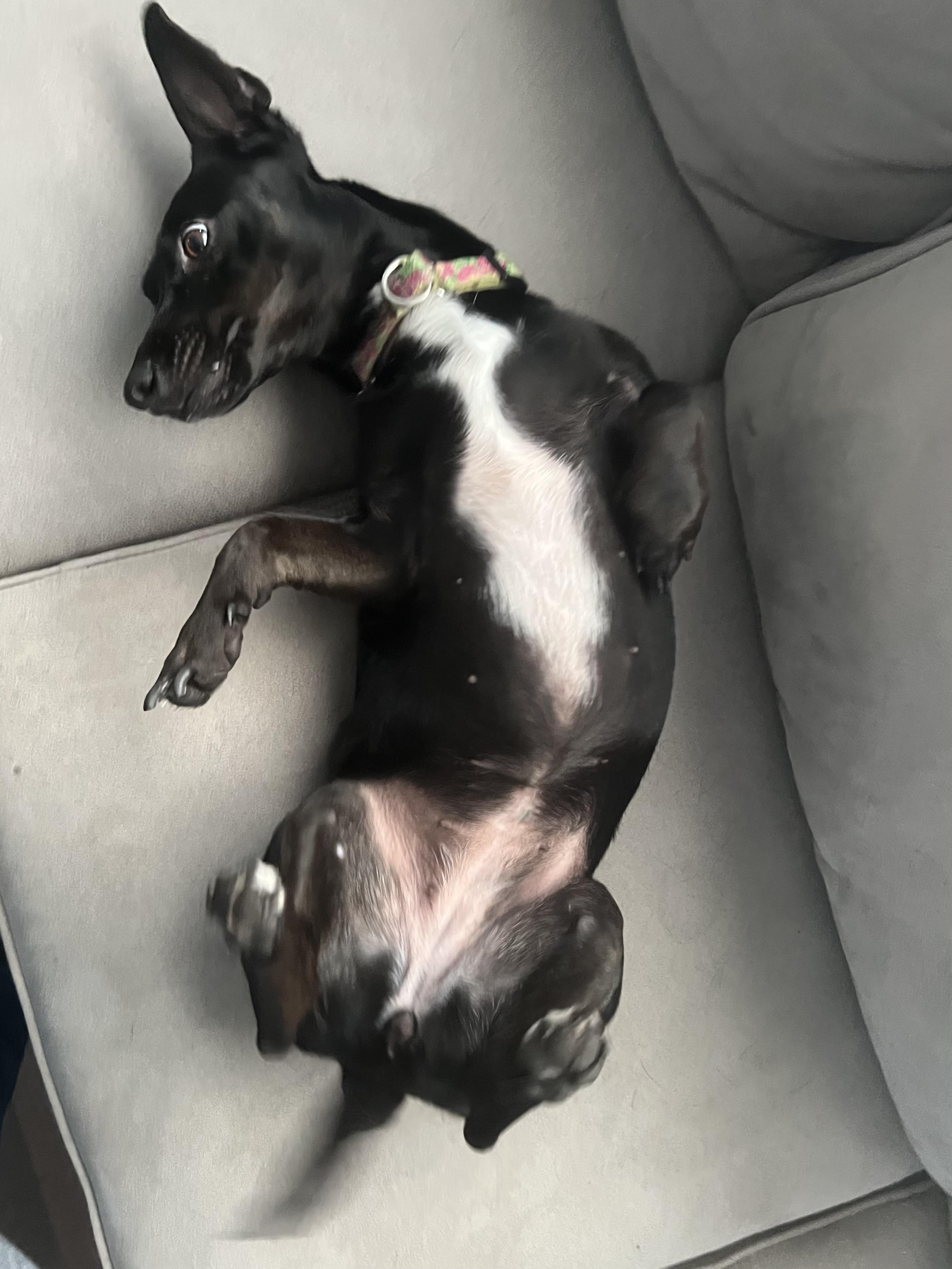 Enlarge Peaches, a Adoptable mixed breed in Barnegat, NJ image 4/6