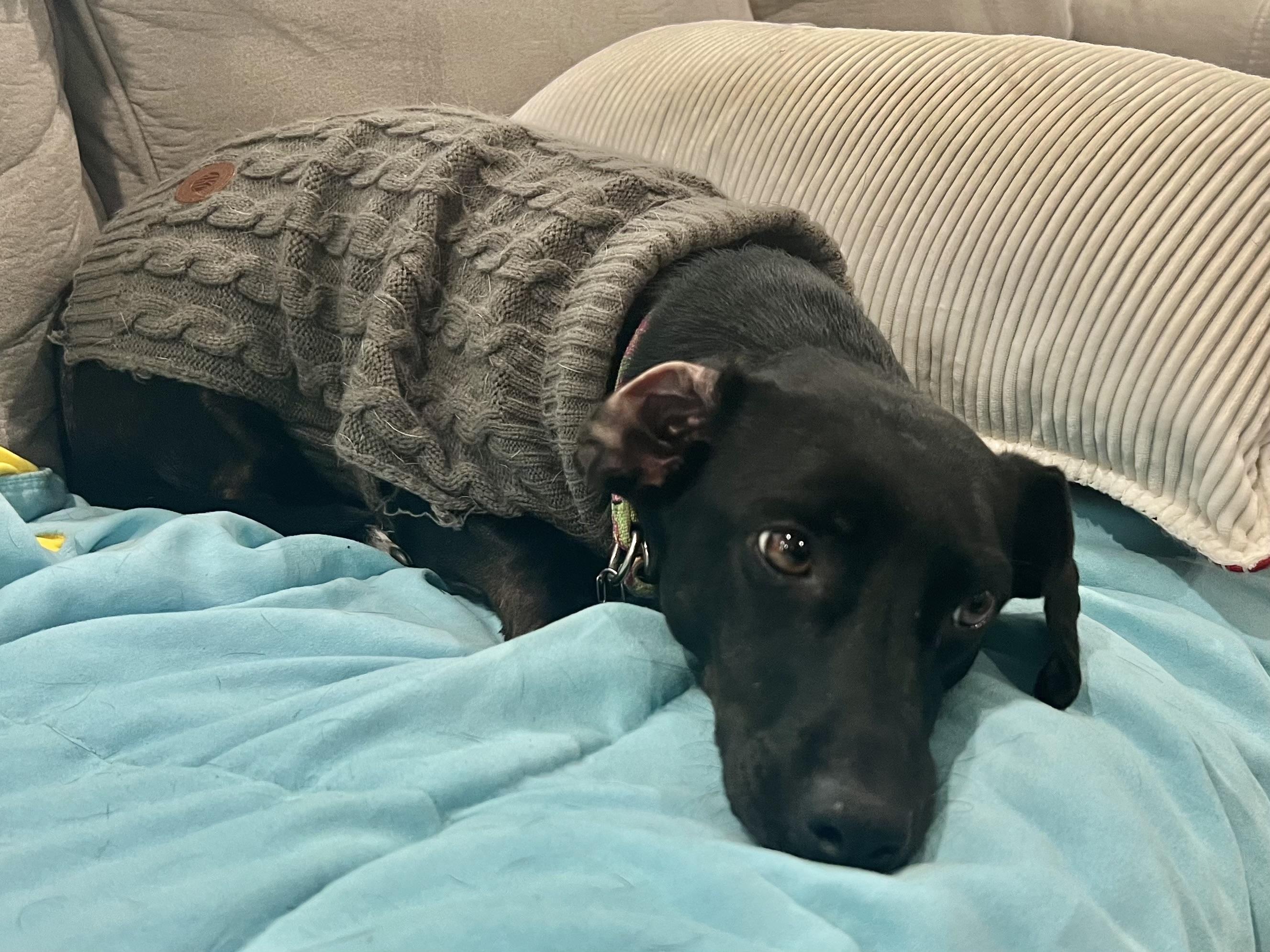 Enlarge Peaches, a Adoptable mixed breed in Barnegat, NJ image 5/6