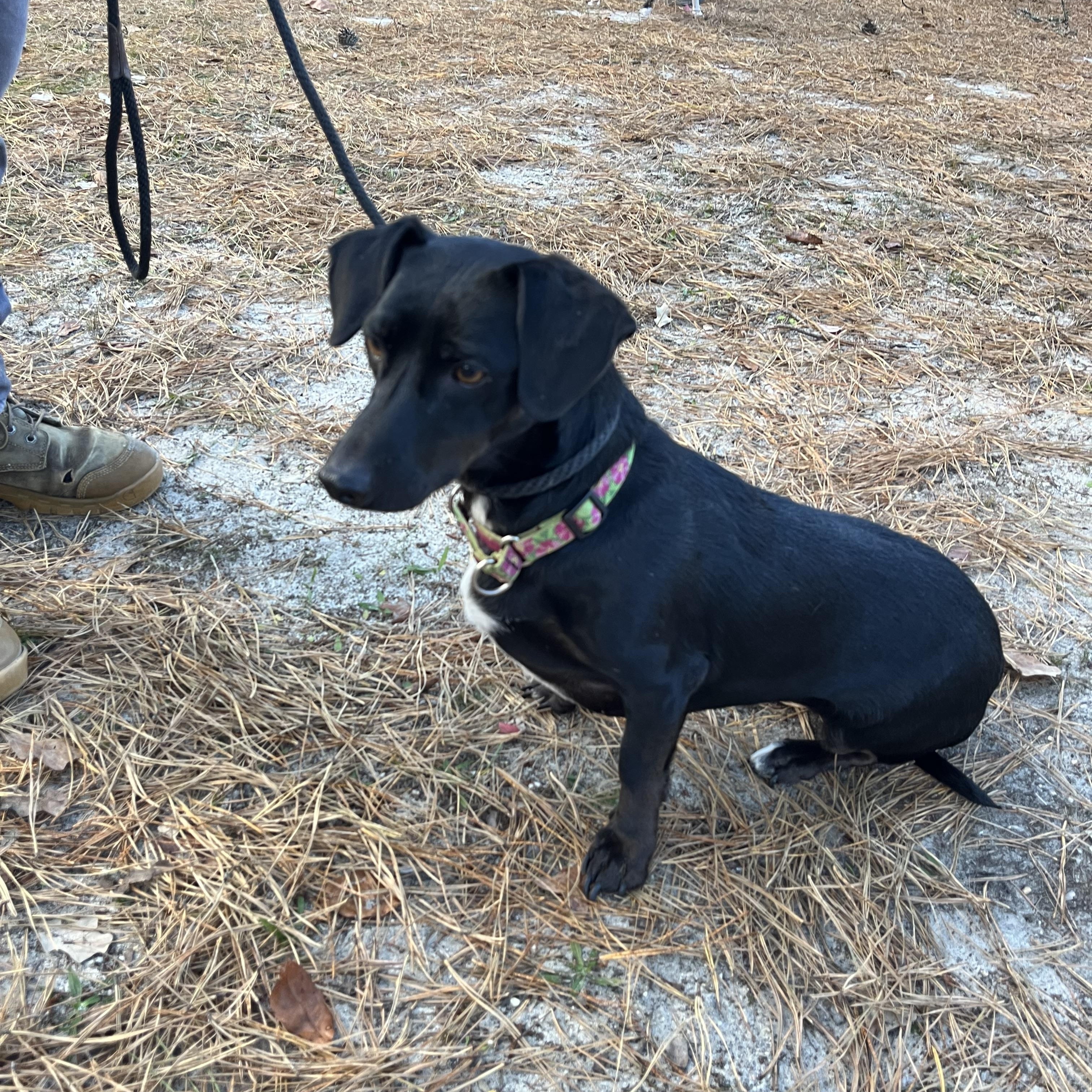 Peaches, Adoptable, Adult Female Dachshund & Terrier.