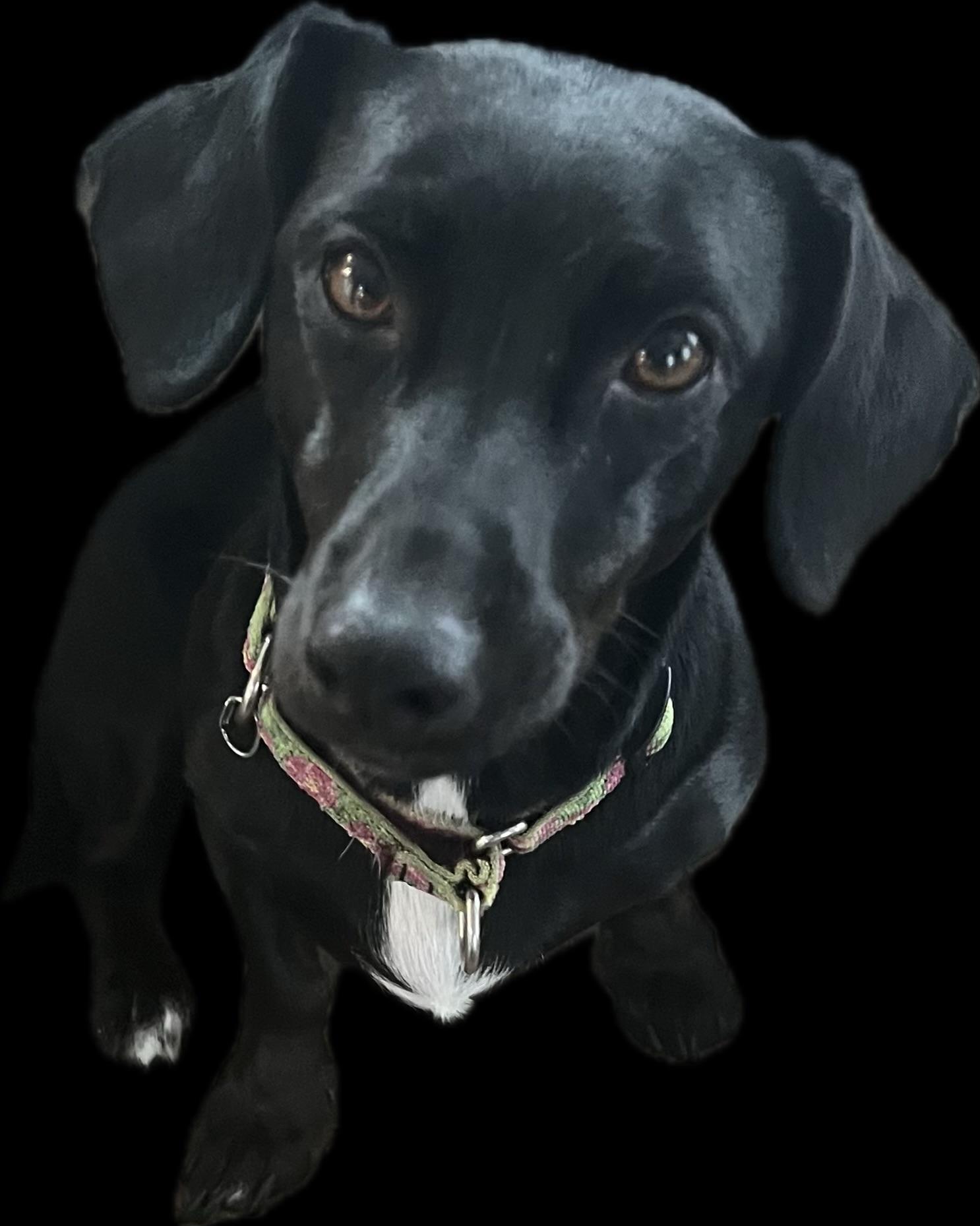 Enlarge Peaches, a Adoptable mixed breed in Barnegat, NJ image 6/6