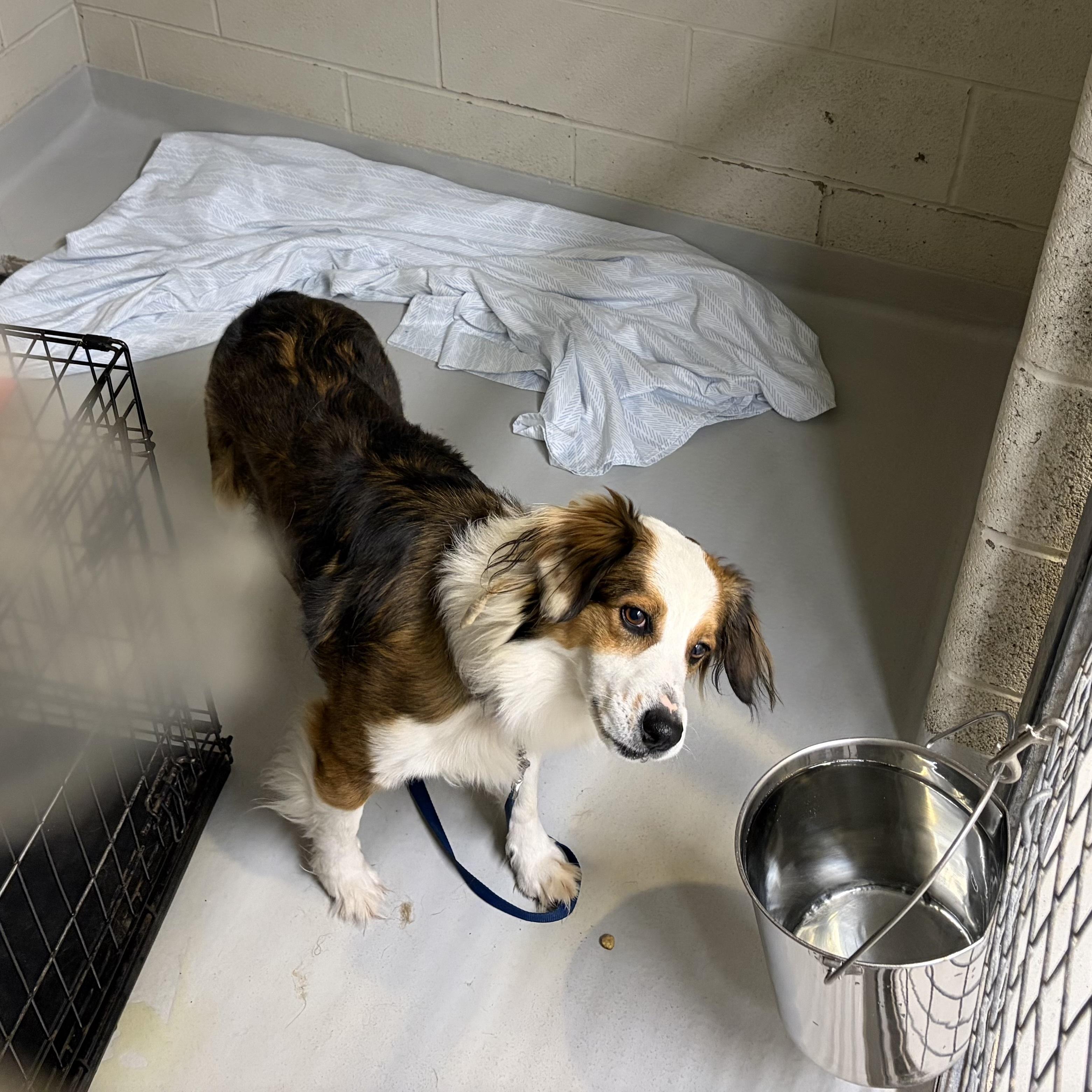 Penny Wise, an adopted mixed breed in Caledon, ON image 5/5