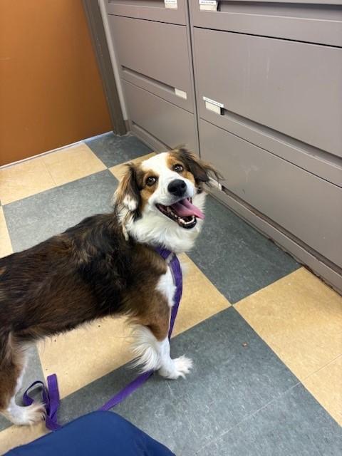 Penny Wise, an adopted mixed breed in Caledon, ON image 1/5