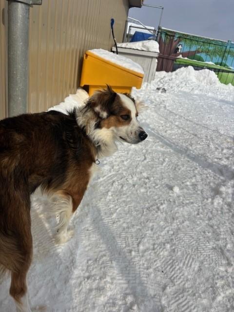 Penny Wise, an adopted mixed breed in Caledon, ON image 3/5