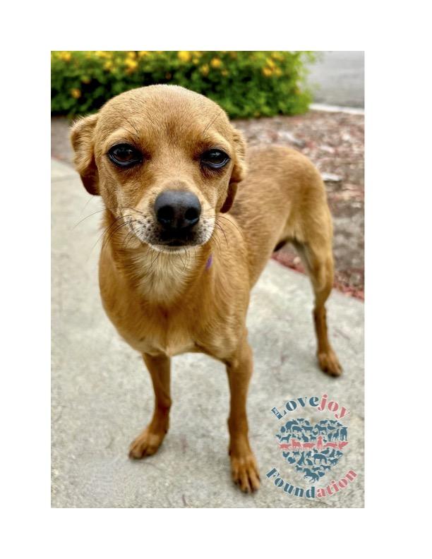 Bambi Chihuahua Dog