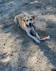 Enlarge Peanut, a Adoptable mixed breed in Chichester, NH image 2/4
