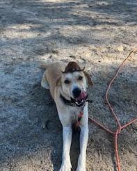 Enlarge Peanut, a Adoptable mixed breed in Chichester, NH image 3/4