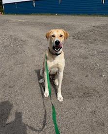 Enlarge Peanut, a Adoptable mixed breed in Chichester, NH image 4/4