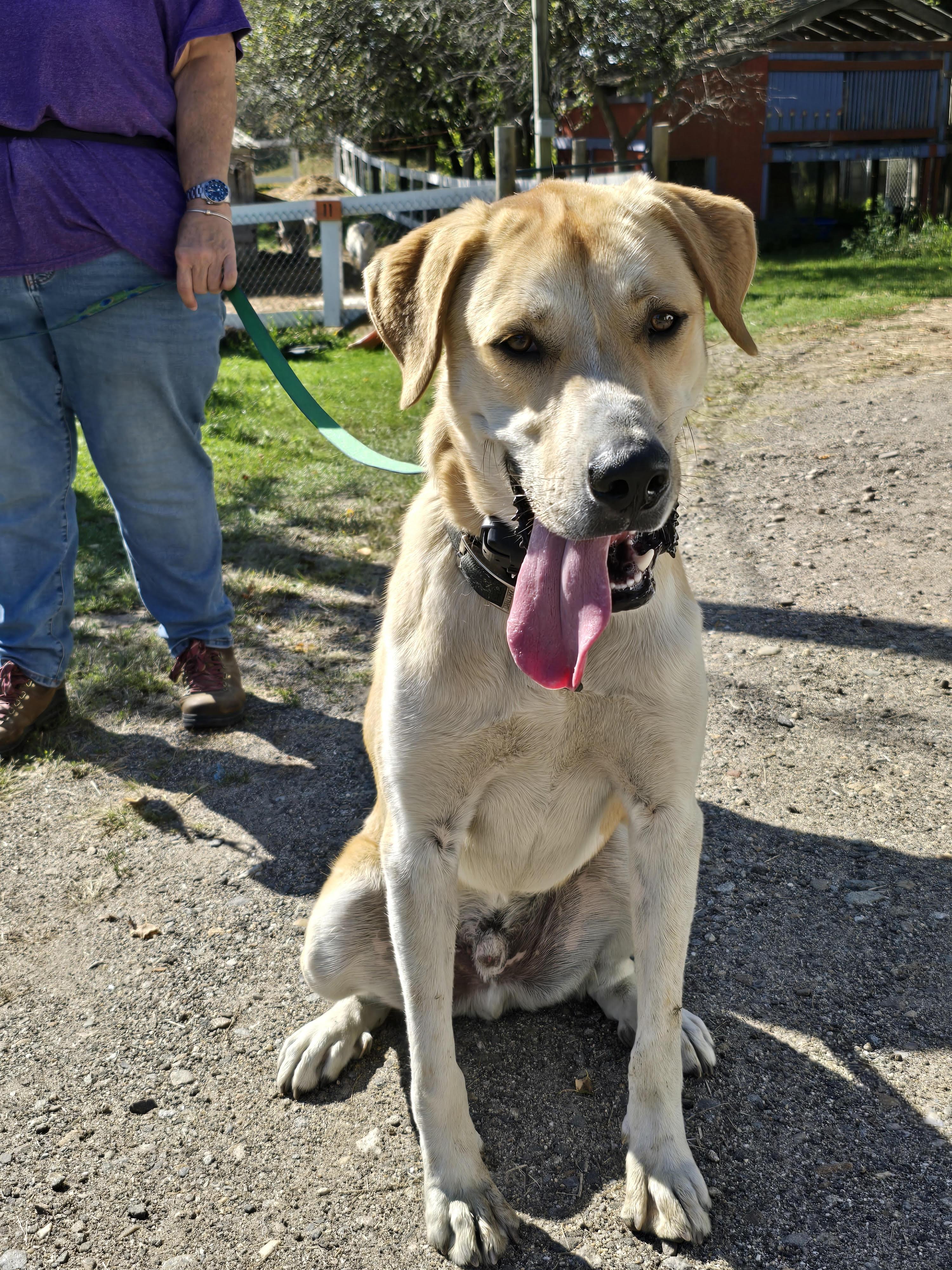 Peanut, Adoptable, Young Male Yellow Labrador Retriever.