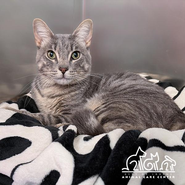 GIBS, Adoptable, Young Male Domestic Short Hair.