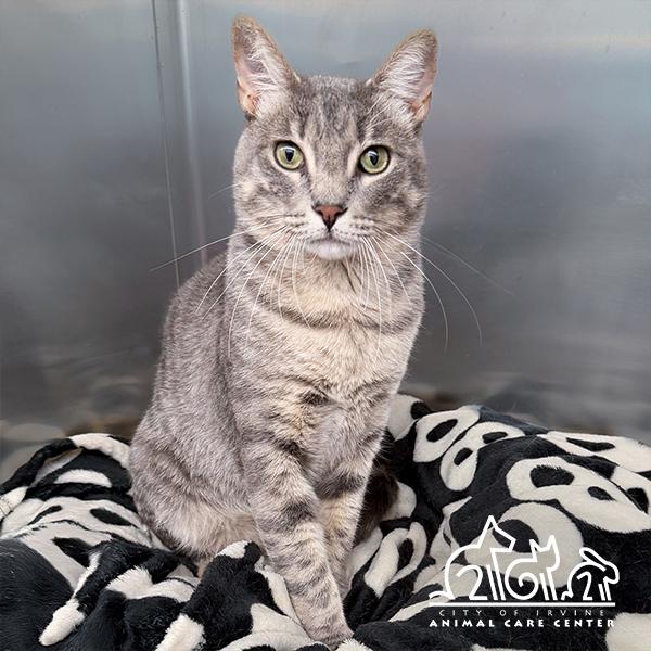 Enlarge GIBS, a Adoptable Domestic Short Hair in Irvine, CA image 1/1