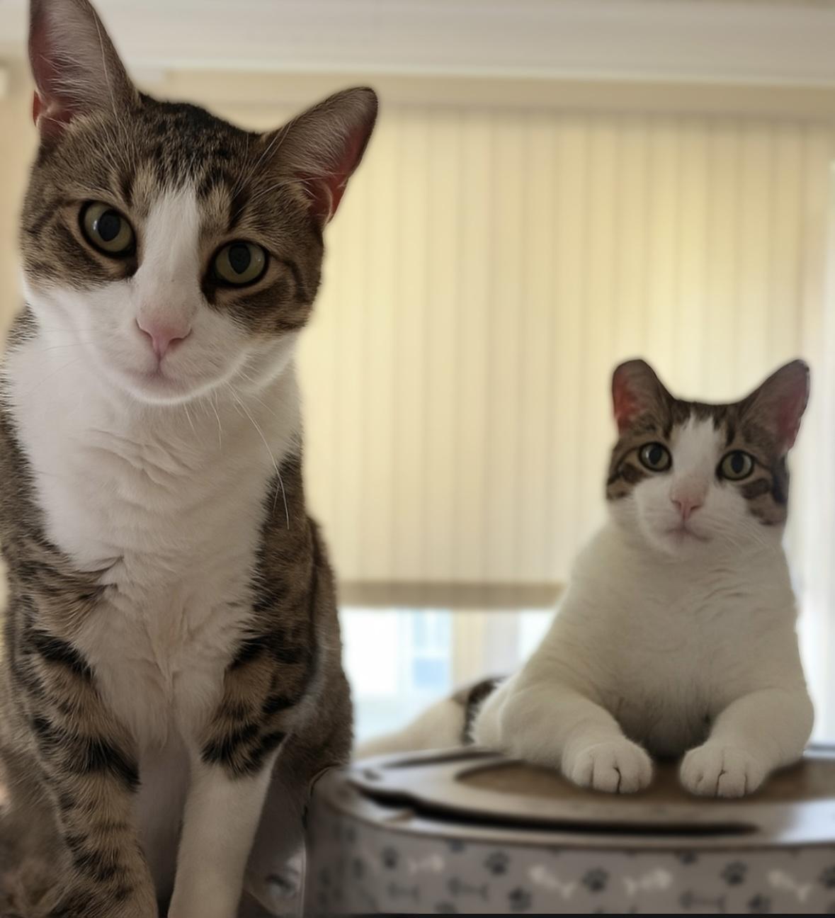 Einstein and Edison (Bonded Brothers), a Adoptable Domestic Short Hair in New Orleans, LA image 2/6