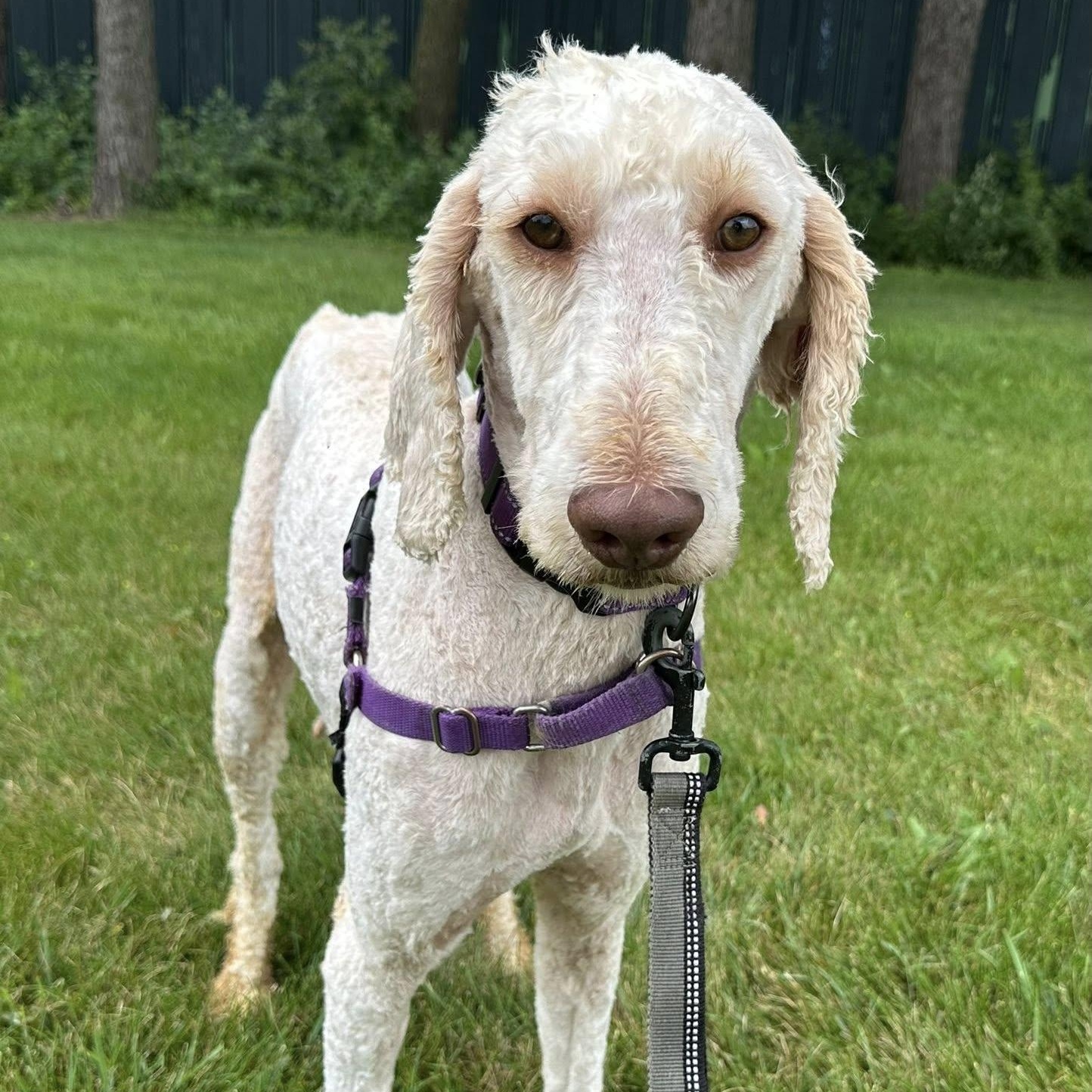 Taz - Foster Home Needed
