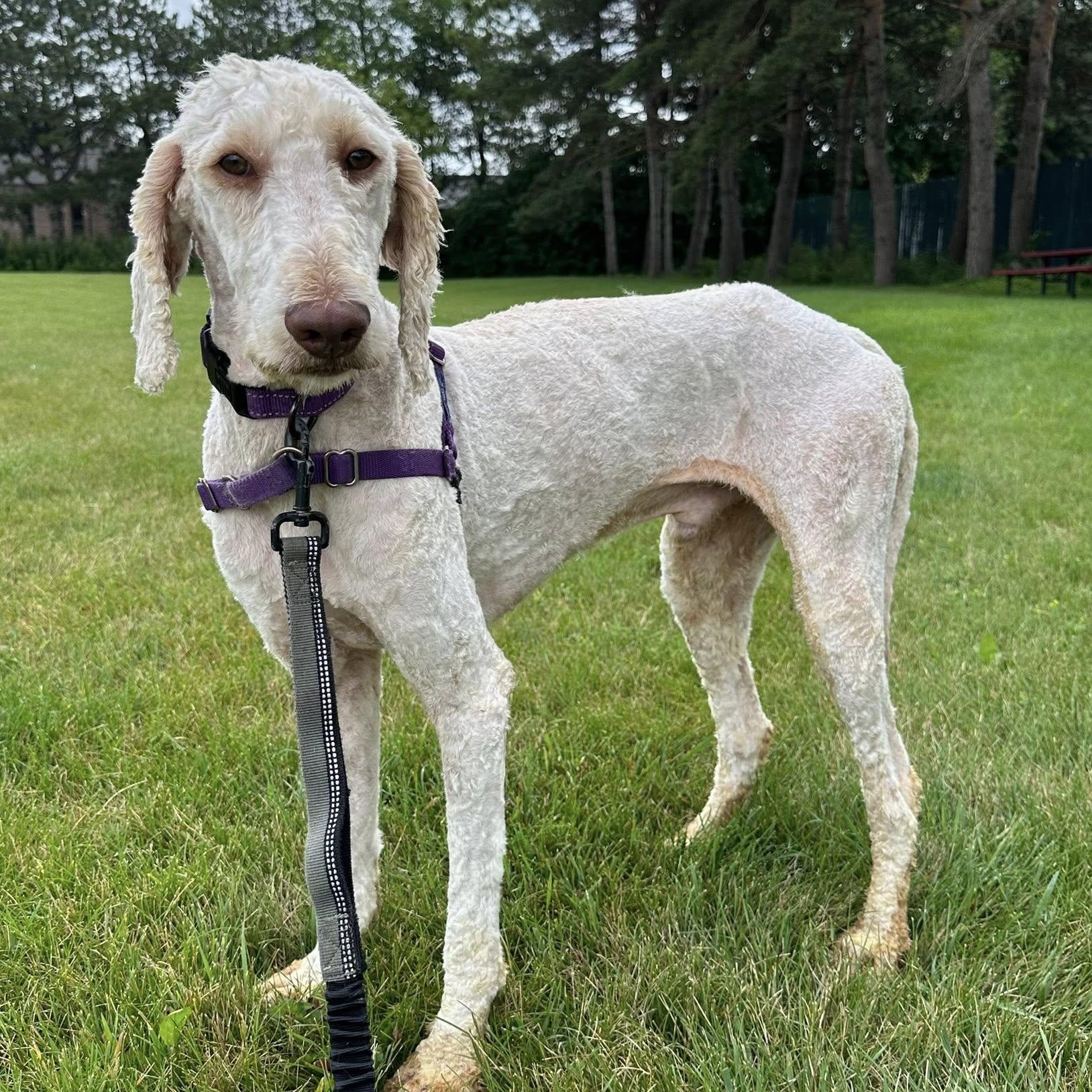 Taz - Foster Home Needed