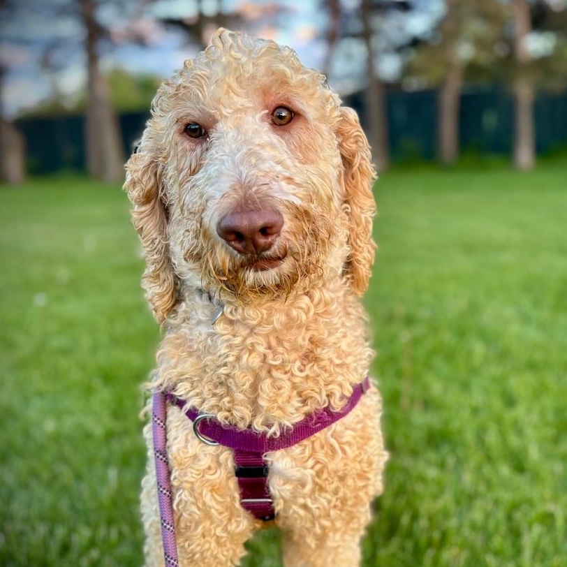 Taz - Foster Home Needed