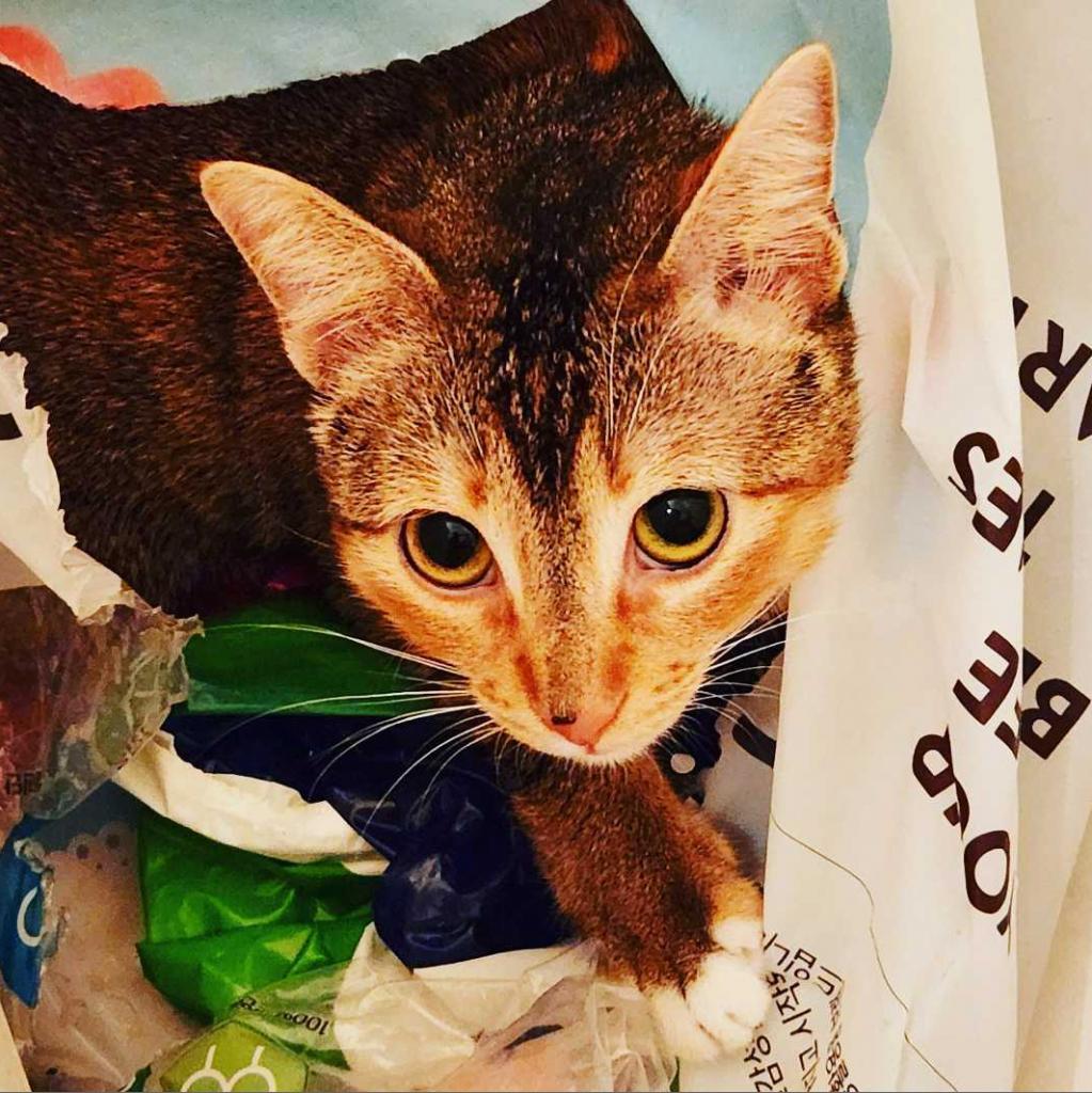 Enlarge Ava Max, a Adoptable Domestic Short Hair in Los Angeles, CA image 1/4