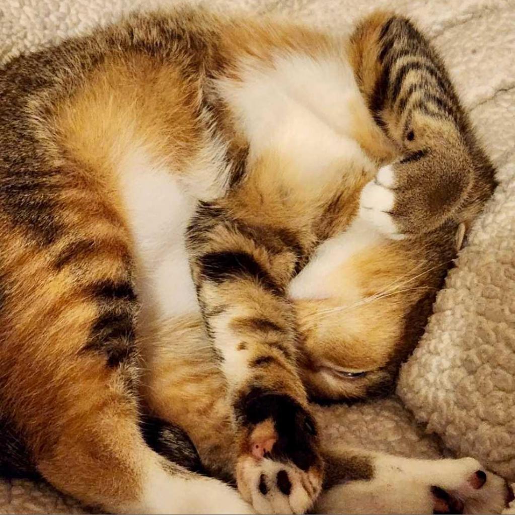 Enlarge Ava Max, a Adoptable Domestic Short Hair in Los Angeles, CA image 2/4