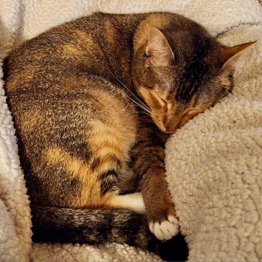 Enlarge Ava Max, a Adoptable Domestic Short Hair in Los Angeles, CA image 3/4