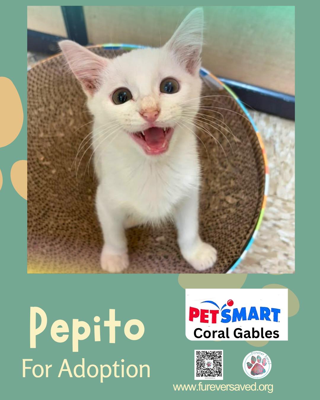 Enlarge Pepito, a Adopted Domestic Short Hair in Miami, FL image 3/5