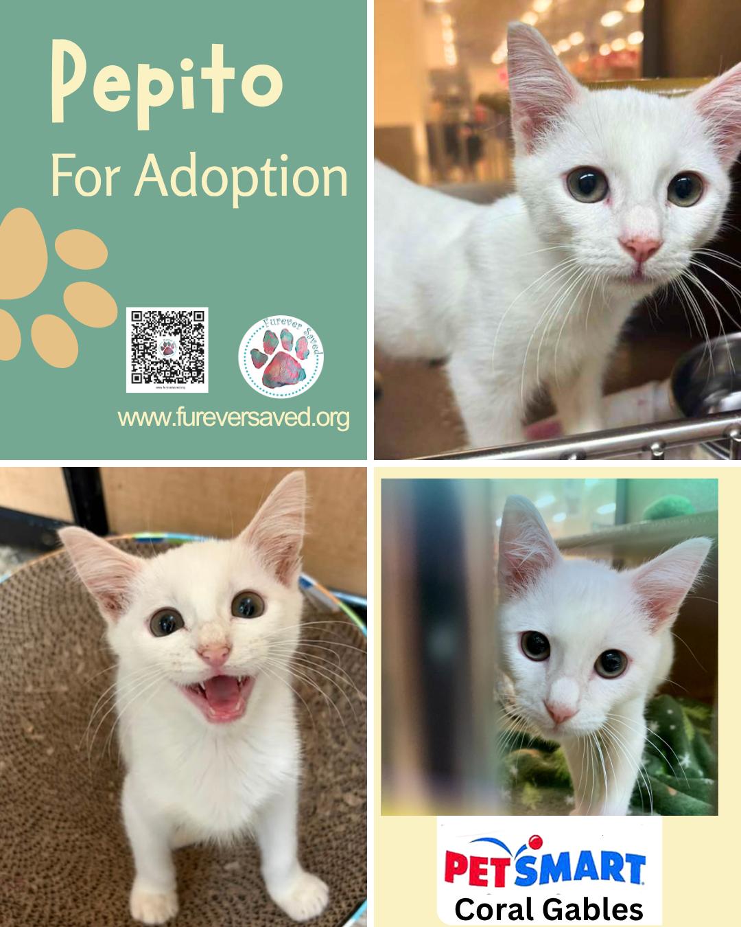 Enlarge Pepito, a Adopted Domestic Short Hair in Miami, FL image 1/5
