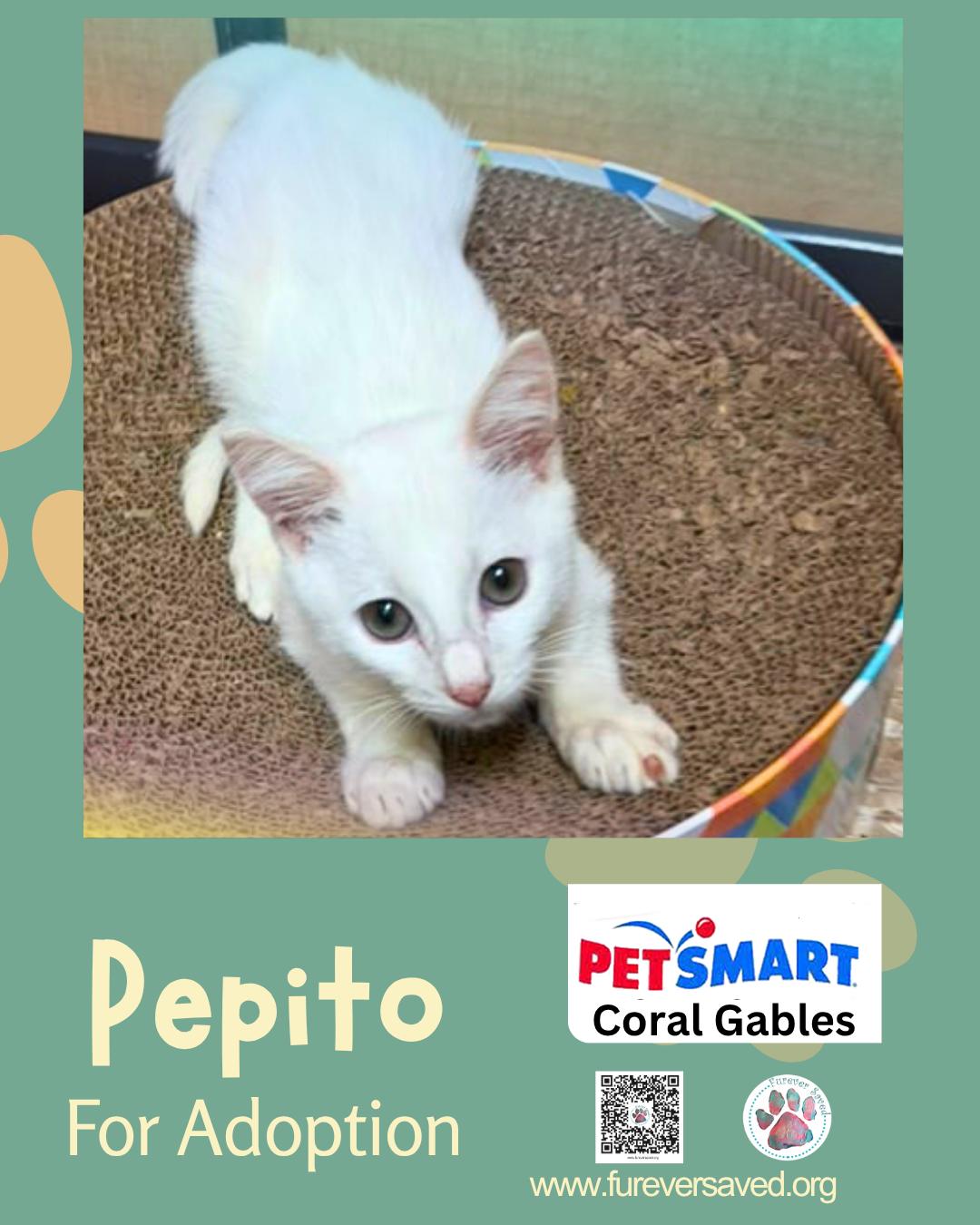 Enlarge Pepito, a Adopted Domestic Short Hair in Miami, FL image 4/5